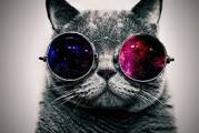 cool cat